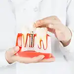 Dental professional showing implant