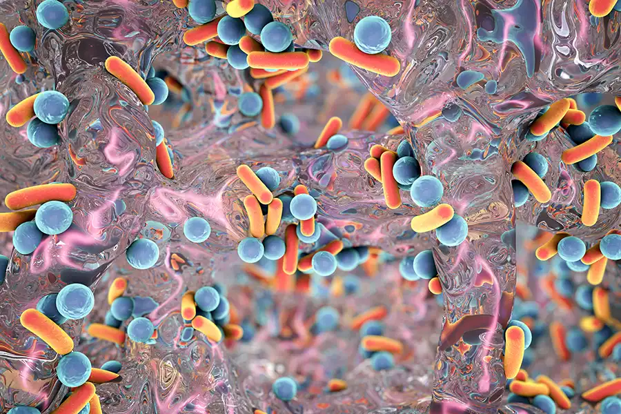Image of dental plaque as seen under a microscope