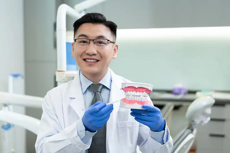 Dental professional holding a demonstration mouth with teeth and gums